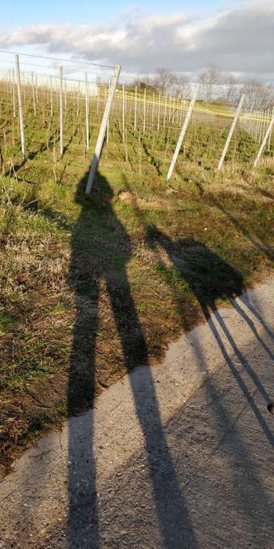 Windhunde - Treffen der besonderen Schönheiten
HERZLICH WILLKOMMEN-Beitrag-Bild