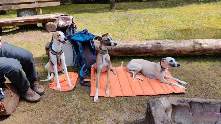Windhunde - Treffen der besonderen Schönheiten
HERZLICH WILLKOMMEN-Beitrag-Bild