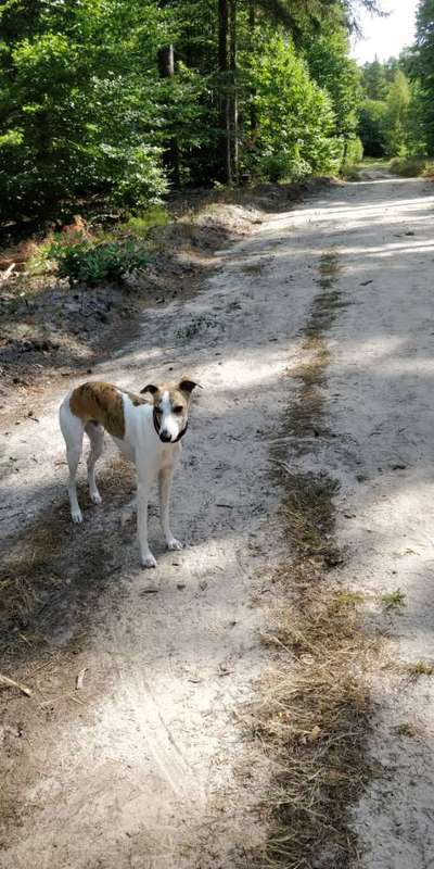 Windhunde - Treffen der besonderen Schönheiten
HERZLICH WILLKOMMEN-Beitrag-Bild