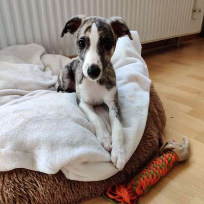 Windhunde - Treffen der besonderen Schönheiten
HERZLICH WILLKOMMEN-Beitrag-Bild