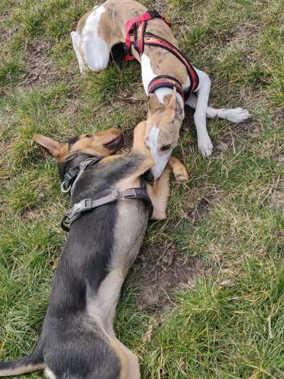 Windhunde - Treffen der besonderen Schönheiten
HERZLICH WILLKOMMEN-Beitrag-Bild