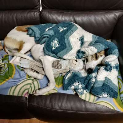 Windhunde - Treffen der besonderen Schönheiten
HERZLICH WILLKOMMEN-Beitrag-Bild