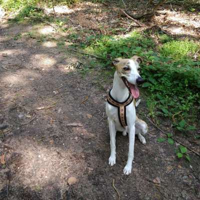 Windhunde - Treffen der besonderen Schönheiten
HERZLICH WILLKOMMEN-Beitrag-Bild