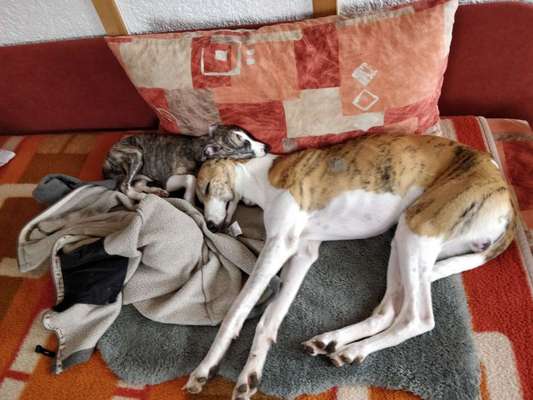 Windhunde - Treffen der besonderen Schönheiten
HERZLICH WILLKOMMEN-Beitrag-Bild