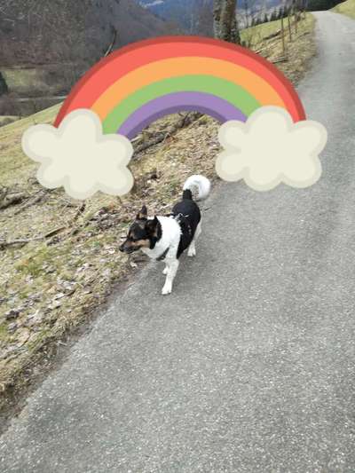 Windhunde - Treffen der besonderen Schönheiten
HERZLICH WILLKOMMEN-Beitrag-Bild