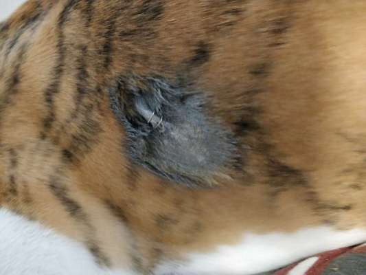 Windhunde - Treffen der besonderen Schönheiten
HERZLICH WILLKOMMEN-Beitrag-Bild