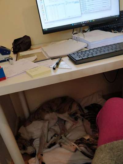 Windhunde - Treffen der besonderen Schönheiten
HERZLICH WILLKOMMEN-Beitrag-Bild