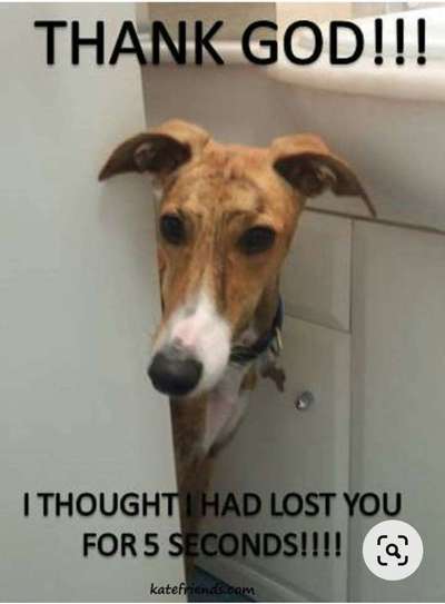 Windhunde - Treffen der besonderen Schönheiten
HERZLICH WILLKOMMEN-Beitrag-Bild