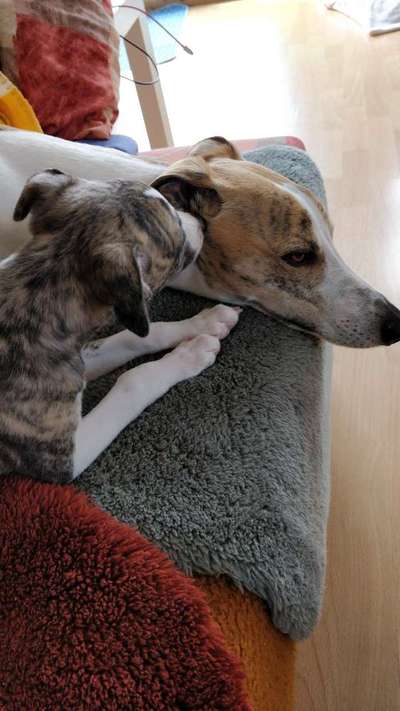 Windhunde - Treffen der besonderen Schönheiten
HERZLICH WILLKOMMEN-Beitrag-Bild