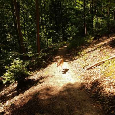 Windhunde - Treffen der besonderen Schönheiten
HERZLICH WILLKOMMEN-Beitrag-Bild