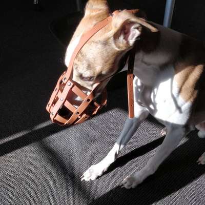 Windhunde - Treffen der besonderen Schönheiten
HERZLICH WILLKOMMEN-Beitrag-Bild