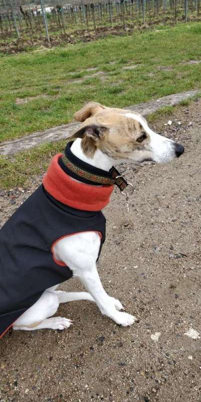 Windhunde - Treffen der besonderen Schönheiten
HERZLICH WILLKOMMEN-Beitrag-Bild