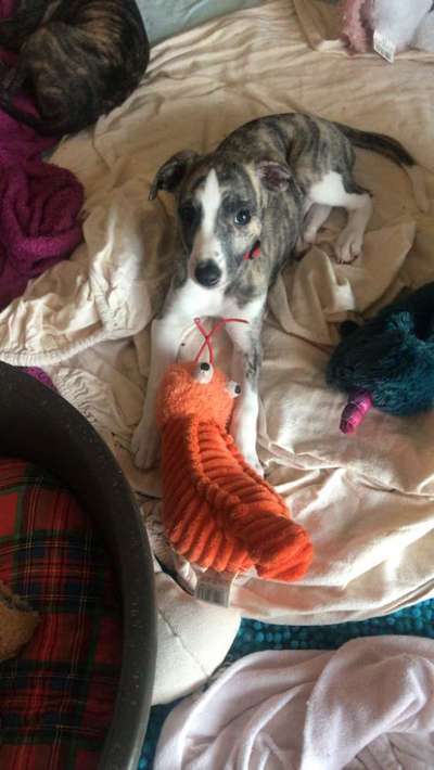 Windhunde - Treffen der besonderen Schönheiten
HERZLICH WILLKOMMEN-Beitrag-Bild