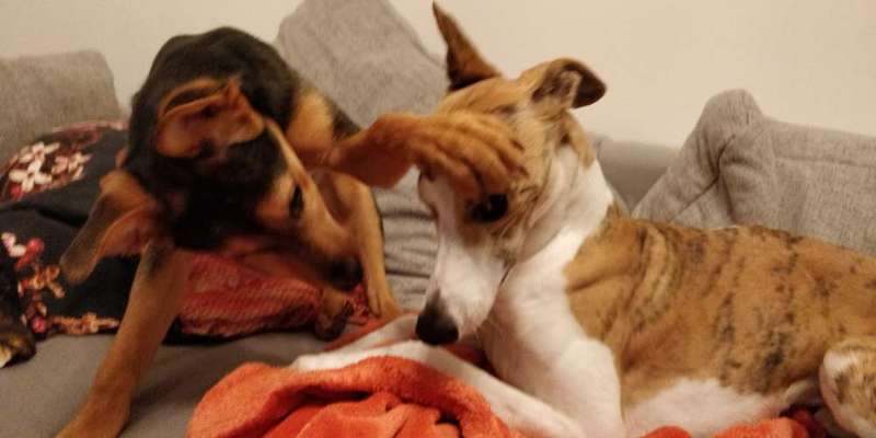 Windhunde - Treffen der besonderen Schönheiten
HERZLICH WILLKOMMEN-Beitrag-Bild