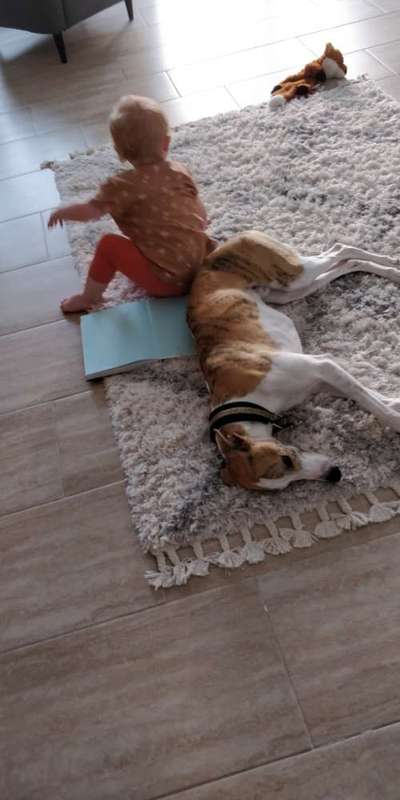 Windhunde - Treffen der besonderen Schönheiten
HERZLICH WILLKOMMEN-Beitrag-Bild