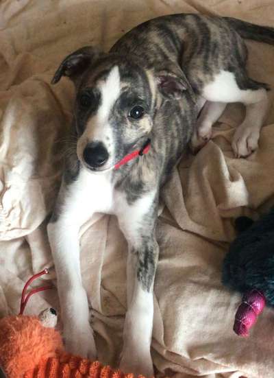 Windhunde - Treffen der besonderen Schönheiten
HERZLICH WILLKOMMEN-Beitrag-Bild