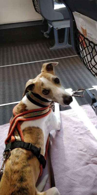 Windhunde - Treffen der besonderen Schönheiten
HERZLICH WILLKOMMEN-Beitrag-Bild