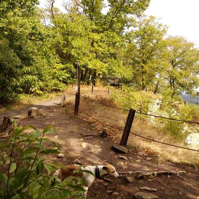 Windhunde - Treffen der besonderen Schönheiten
HERZLICH WILLKOMMEN-Beitrag-Bild