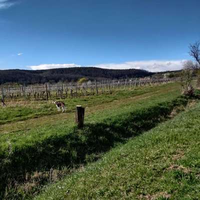 Windhunde - Treffen der besonderen Schönheiten
HERZLICH WILLKOMMEN-Beitrag-Bild