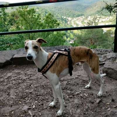 Windhunde - Treffen der besonderen Schönheiten
HERZLICH WILLKOMMEN-Beitrag-Bild