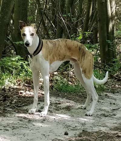 Windhunde - Treffen der besonderen Schönheiten
HERZLICH WILLKOMMEN-Beitrag-Bild