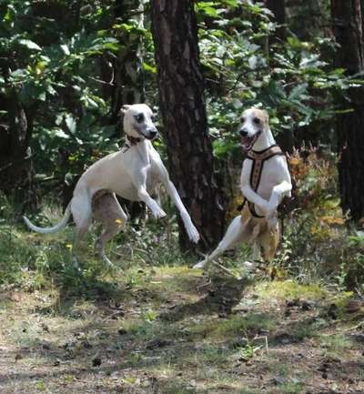 Windhunde - Treffen der besonderen Schönheiten
HERZLICH WILLKOMMEN-Beitrag-Bild