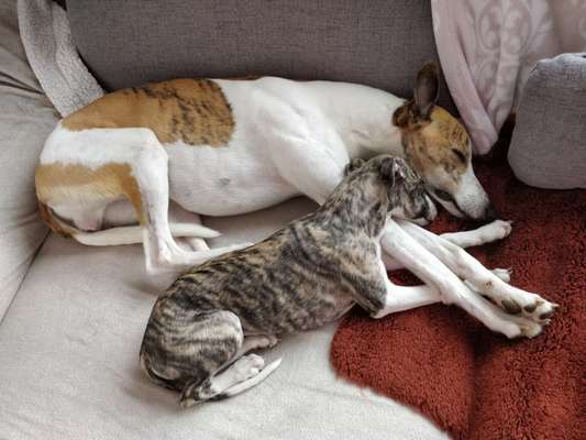 Windhunde - Treffen der besonderen Schönheiten
HERZLICH WILLKOMMEN-Beitrag-Bild