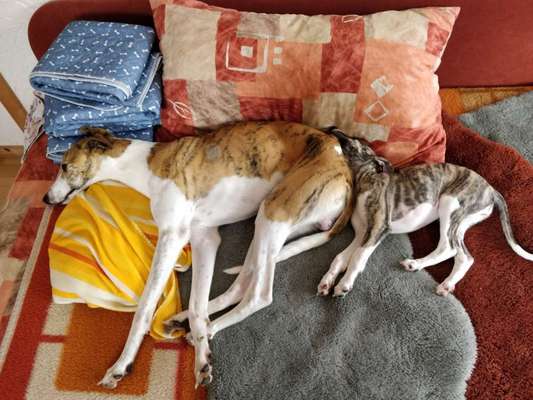 Windhunde - Treffen der besonderen Schönheiten
HERZLICH WILLKOMMEN-Beitrag-Bild