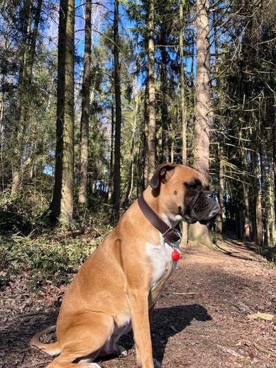 Wald Bild-Beitrag-Bild