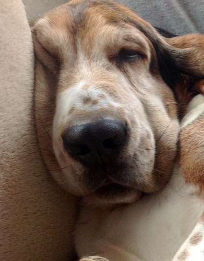 Die Dogorama Kalender Challenge Titelbild-Beitrag-Bild