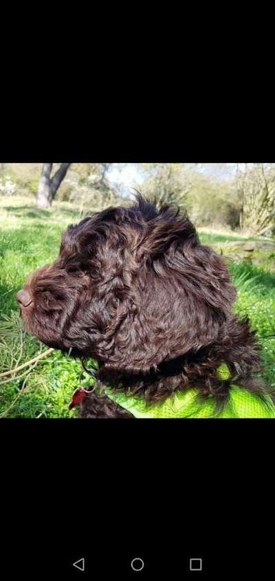 Welpen Bilder !-Beitrag-Bild