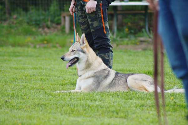 Hundeschulen-Hundefreunde Wolfsberg-Bild