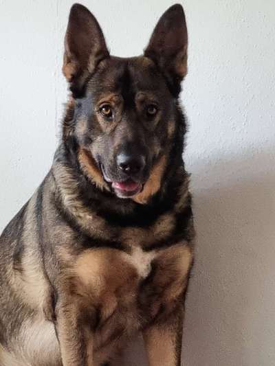 Schäferhund-Beitrag-Bild