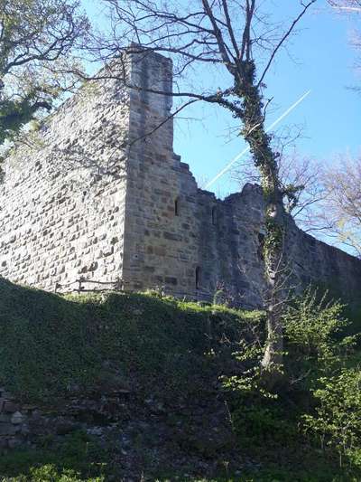 Hundeauslaufgebiet-Burgruine Blankenhorn-Bild