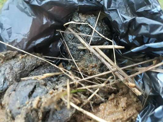 Fast schwarzer Kot-Beitrag-Bild