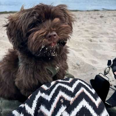 Hundetreffen-Junghund Spieltreffen für kleine Hunde-Bild