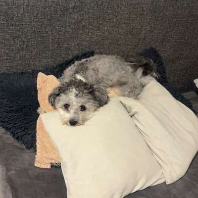 Hundetreffen-Gassitreffen / Playdate-Bild