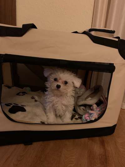 Welpen Bilder !-Beitrag-Bild