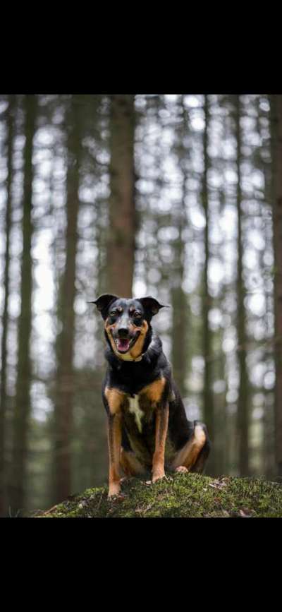 Hundetreffen-Spaziergänge / Wanderungen-Bild