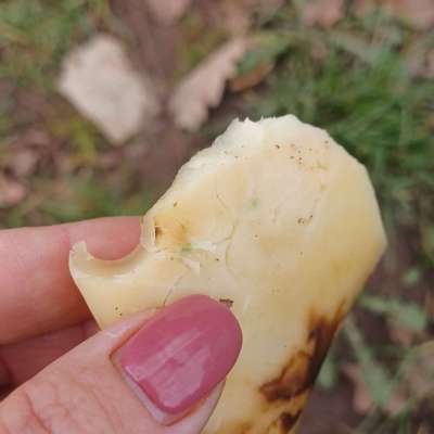 Giftköder-Käse mit kleinem grünen Kügelchen-Bild