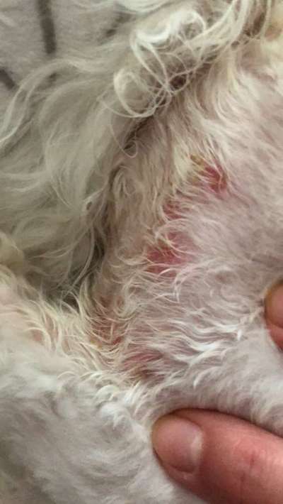 Fenistil für Hunde?-Beitrag-Bild