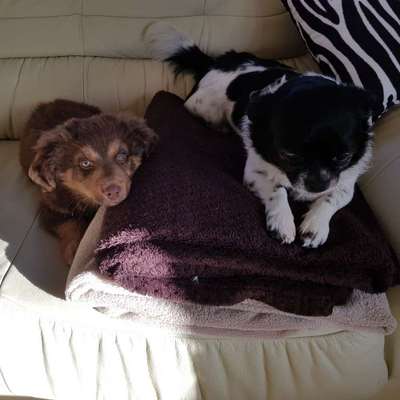 Hundetreffen-Welpentreffen / Spielgruppe-Bild