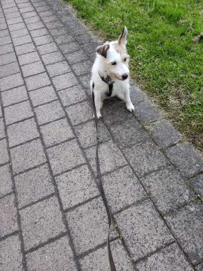 Schäferhund-Beitrag-Bild