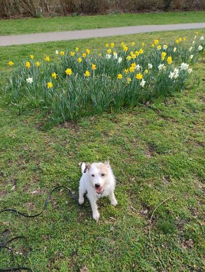 Schäferhund-Beitrag-Bild