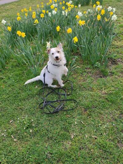 euer ältester Hund ?-Beitrag-Bild