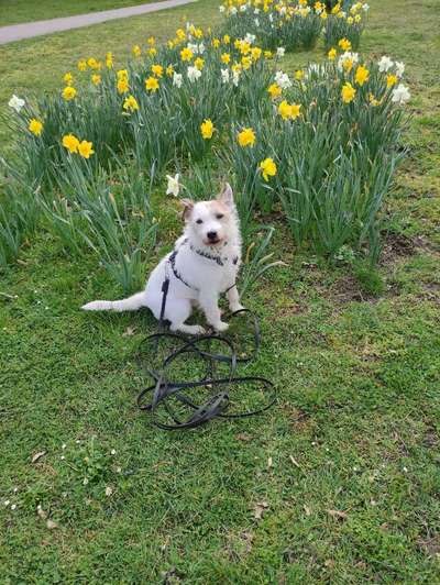 Jack Russel-Beitrag-Bild