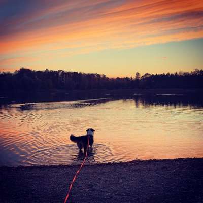 Dogorama-Monats-Challenge-Mai "Wasser"-Beitrag-Bild