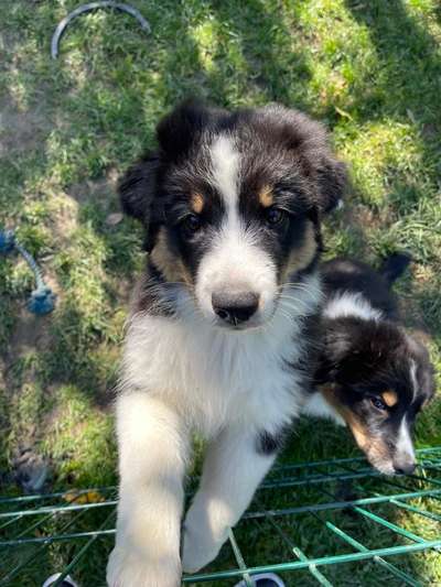 Hundetreffen-Gassi Runde in Hundszell-Bild