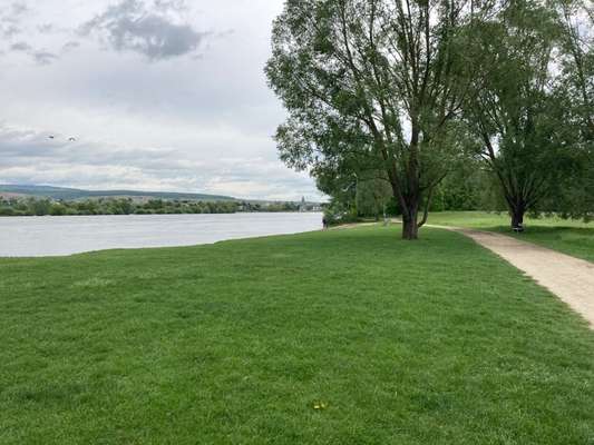 Hundeauslaufgebiet-Heidenfahrt am Rhein-Bild