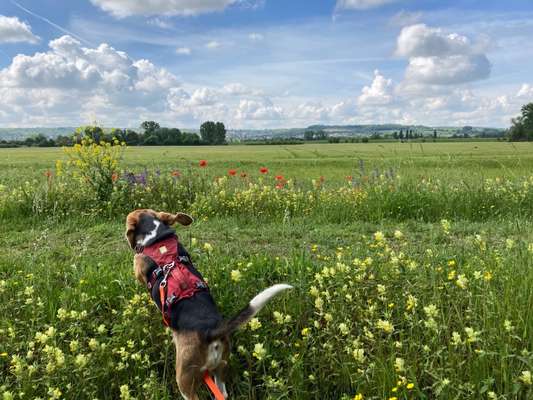 Die Dogorama Monats Challenge "Es grünt und blüht"-Beitrag-Bild